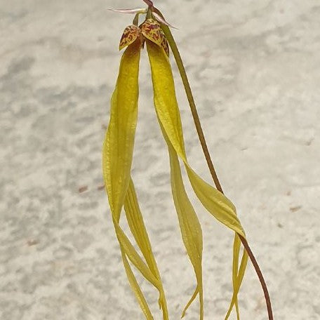 Bulbophyllum thiurum × sib 2.0"