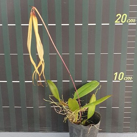 Bulbophyllum thiurum × sib 2.0"