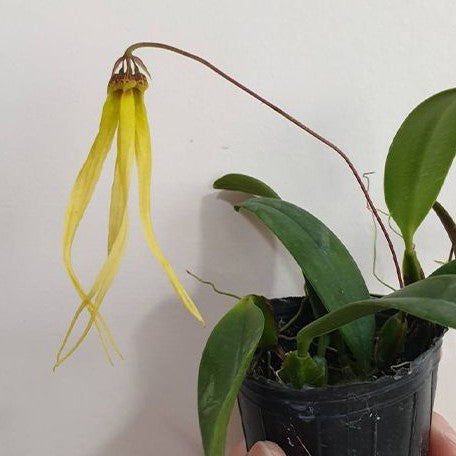 Bulbophyllum thiurum × sib 2.0"