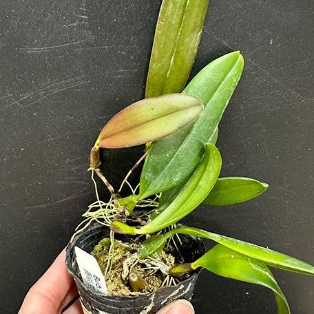 Bulbophyllum thiurum × sib 2.0"