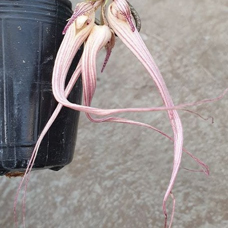 Bulbophyllum longissimum × sib 2.5"