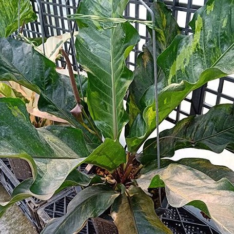 Anthurium hybrid (variegata) variegated 1.7"
