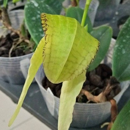 Bulbophyllum burfordiense × sib 2.5"