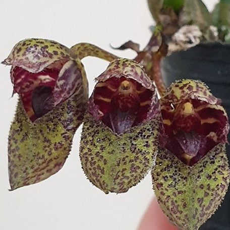 Bulbophyllum frostii × sib 1.7"