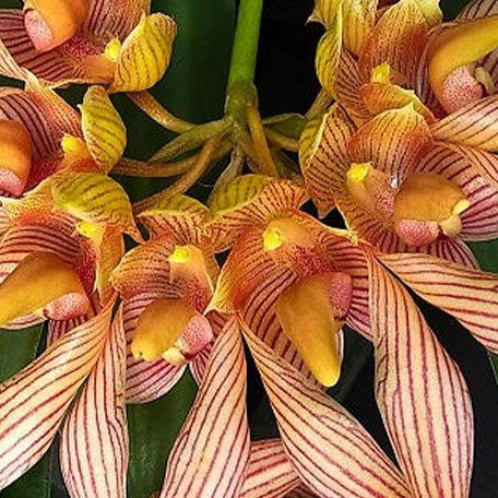 Bulbophyllum bicolor × sib 2.5"