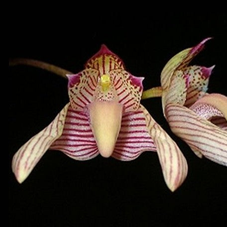 Bulbophyllum bicolor × sib 2.5"