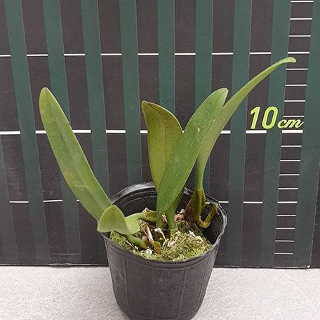 Bulbophyllum bicolor × sib 2.5"