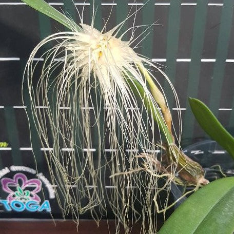 Bulbophyllum medusae × sib 2.5" Fragrant