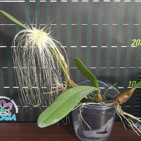 Bulbophyllum medusae × sib 2.5" Fragrant