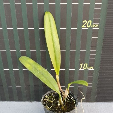 Bulbophyllum medusae × sib 2.5" Fragrant