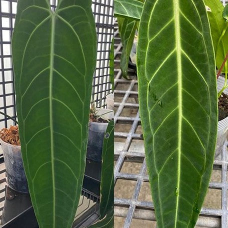 Anthurium warocqueanum 2.5"