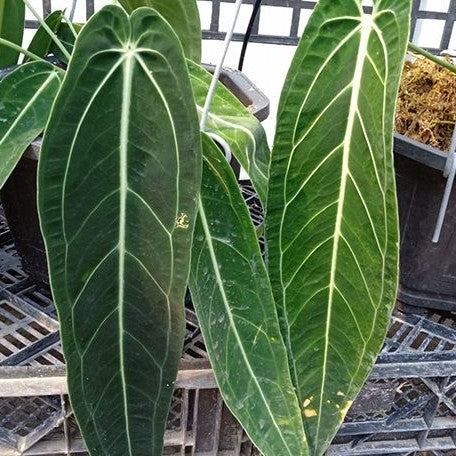 Anthurium warocqueanum 2.5"