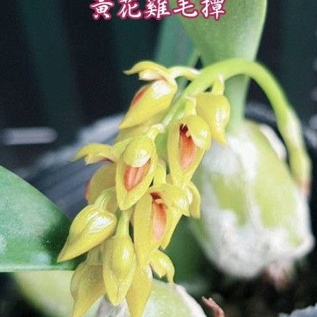 Bulbophyllum crassipes yellow 2.5" Fragrant