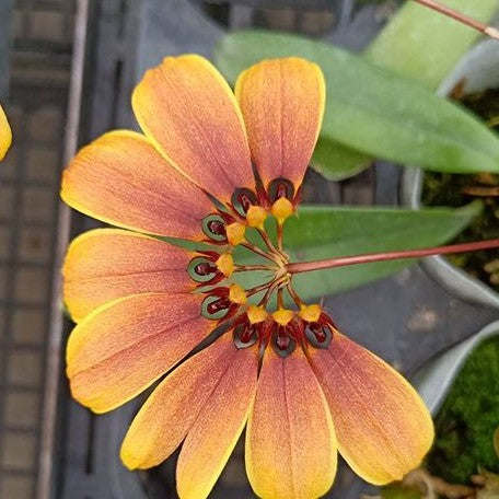 Bulbophyllum mastersianum × sib 2.5"