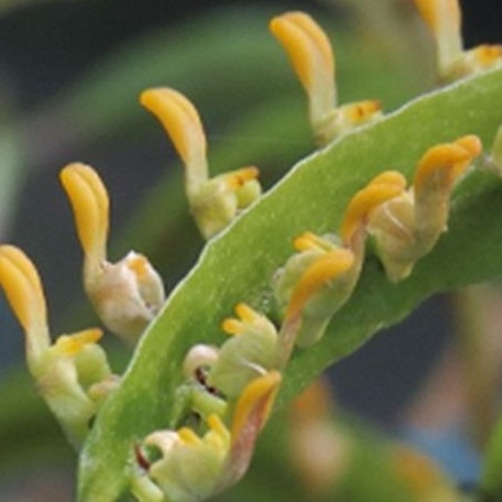 Bulbophyllum falcatum var. alba × sib 2.5"