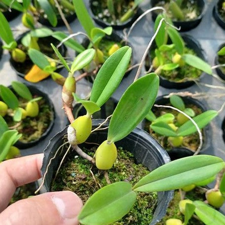 Bulbophyllum falcatum var. alba × sib 2.5"