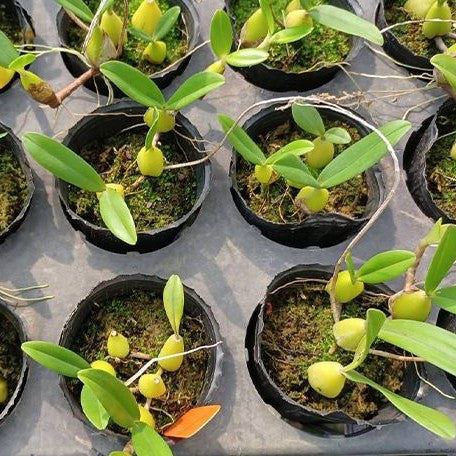 Bulbophyllum falcatum var. alba × sib 2.5"