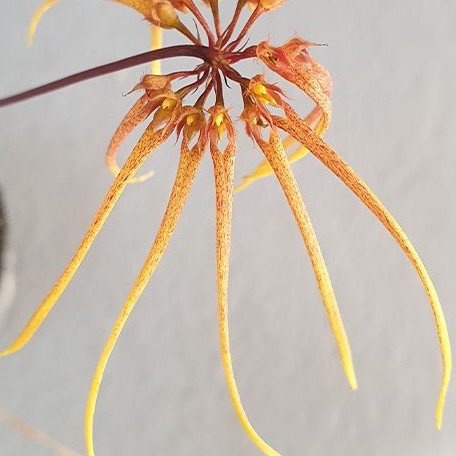 Bulbophyllum makoyanum × sib 2.0" Fragrant