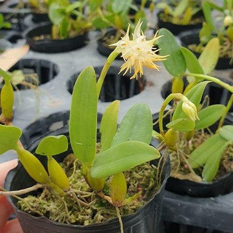 Bulbophyllum odoratissimum × sib 2.5" Fragrant