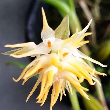Bulbophyllum odoratissimum × sib 2.5"