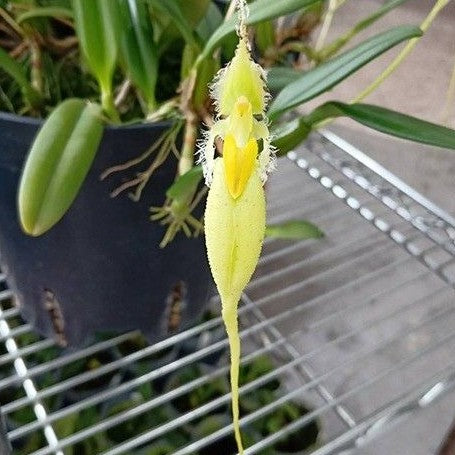 Bulbophyllum fascinator var. alba × sib 2.5" Fragrant