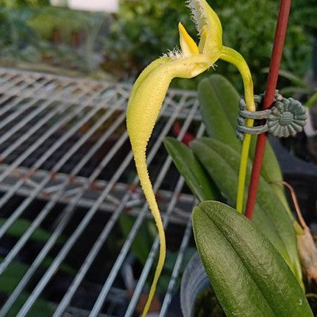 Bulbophyllum fascinator var. alba × sib 2.5" Fragrant