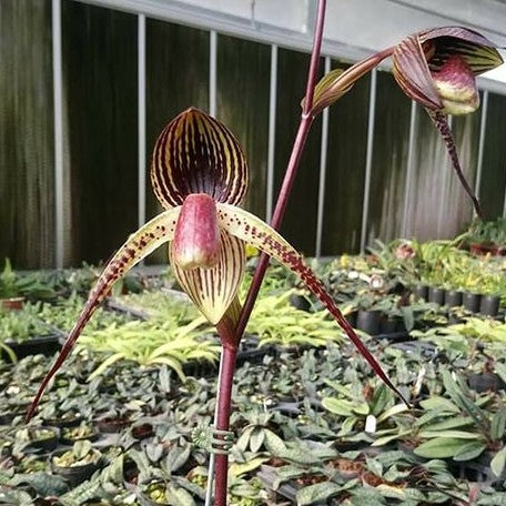 Paphiopedilum Hung Sheng Eagle × anitum 3.5"