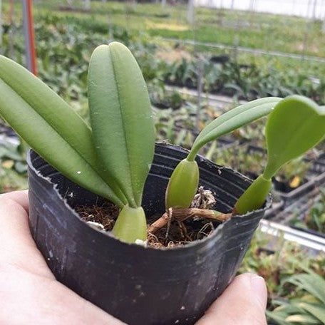 Bulbophyllum fascinator var. alba × sib 2.5" Fragrant