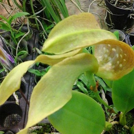 Bulbophyllum grandiflorum × sib 3.0" Fragrant