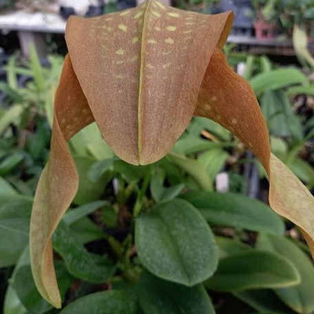 Bulbophyllum grandiflorum × sib 3.0" Fragrant