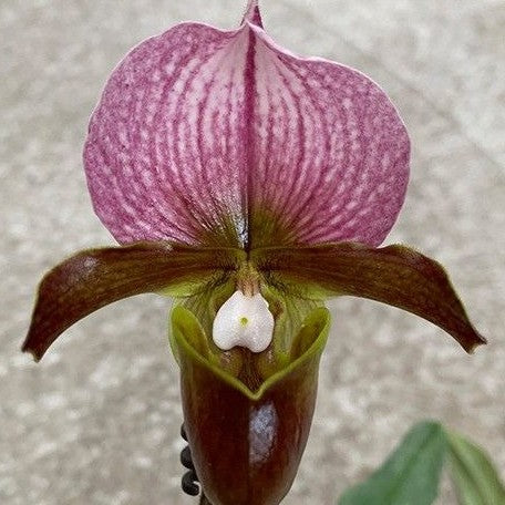 Paphiopedilum charlesworthii × sib 2.5"