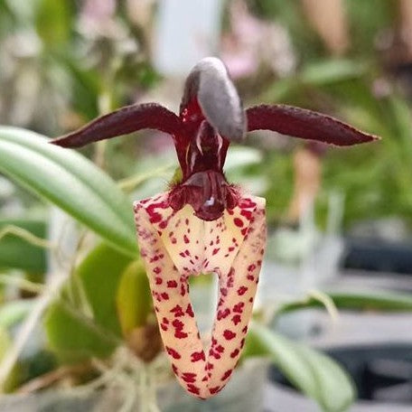Bulbophyllum lasiochilum × sib 2.5"