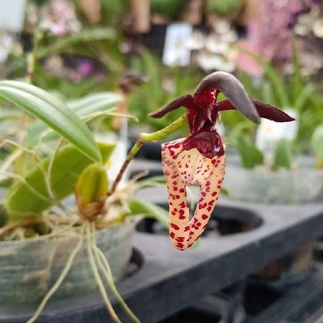 Bulbophyllum lasiochilum × sib 2.5"
