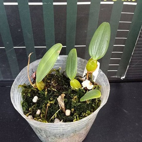 Bulbophyllum lasiochilum × sib 2.5"