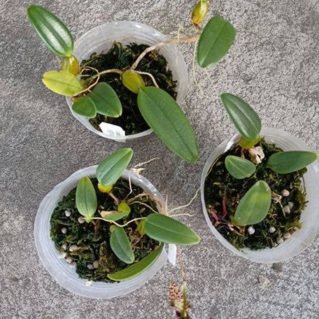 Bulbophyllum lasiochilum × sib 2.5"