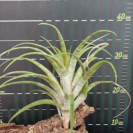 Tillandsia flexuosa var. vivipara bareroot