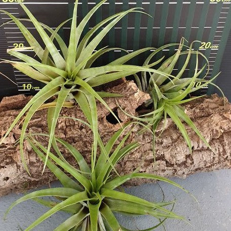 Tillandsia flexuosa var. vivipara bareroot