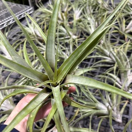 Tillandsia flexuosa var. vivipara bareroot