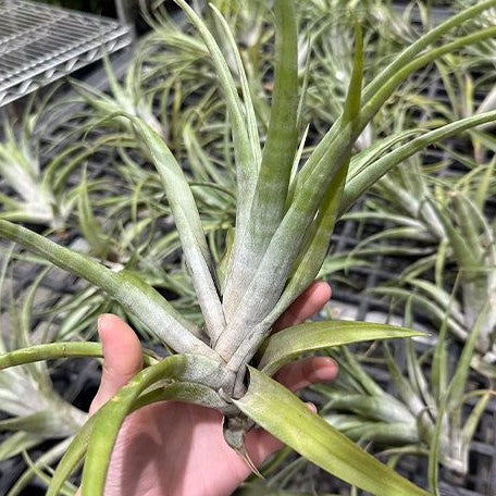 Tillandsia flexuosa var. vivipara bareroot