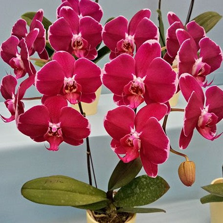 Phalaenopsis DO Black Lady 2.5"