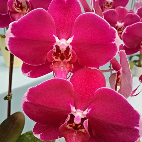 Phalaenopsis DO Black Lady 2.5"