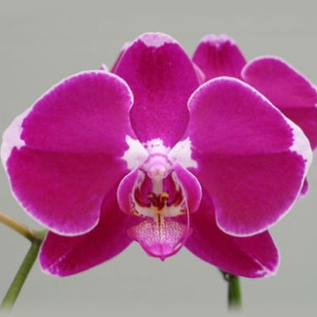 Phalaenopsis DO Black Lady 2.5"