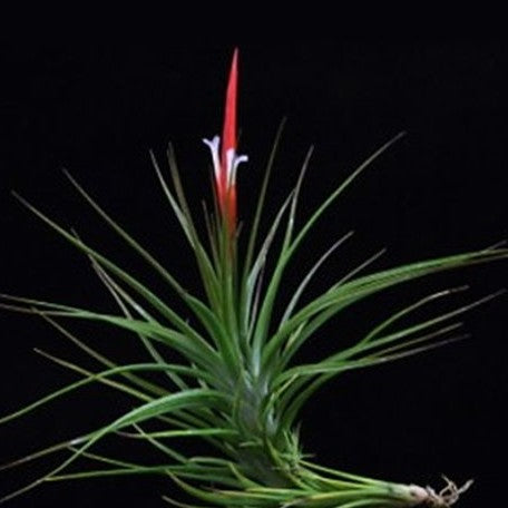 Tillandsia caulescens bareroot