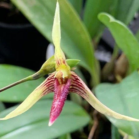 Bulbophyllum longiscapum × sib 2.5"