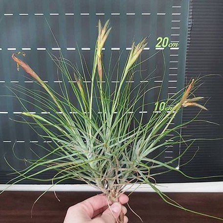 Tillandsia schiedeana bareroot