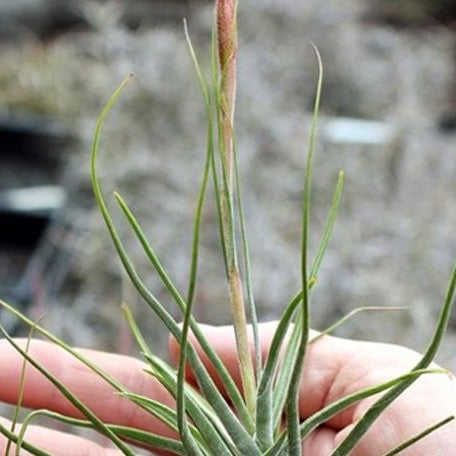 Tillandsia schiedeana bareroot