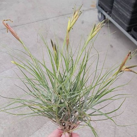 Tillandsia schiedeana (1822P:G)