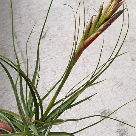 Tillandsia schiedeana bareroot