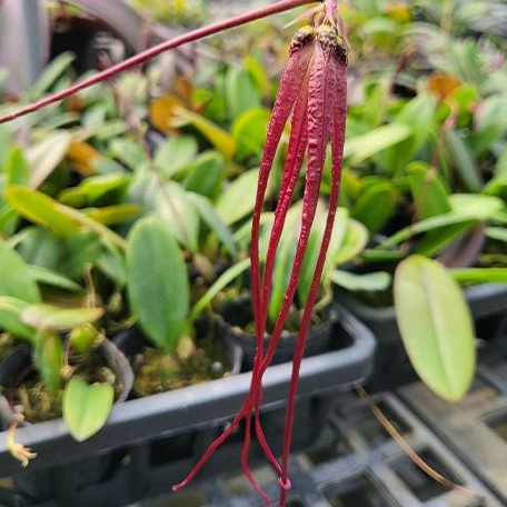Bulbophyllum plumatum 2.0"