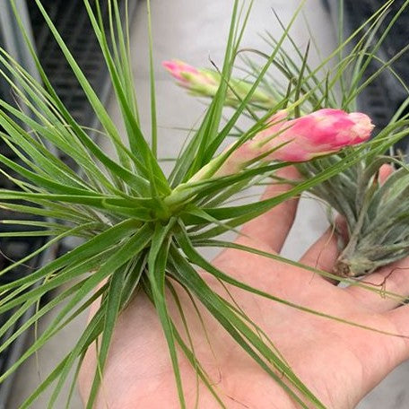 Tillandsia stricta Mix bareroot